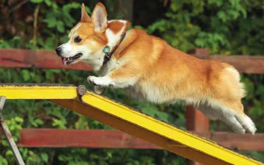 Residencial Nuevo Zumpango – Roma y Roma Plus